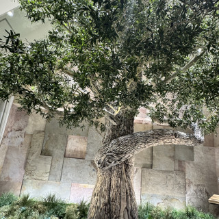 このおっきなオリーブの木が決め手でした!