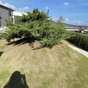 外のお庭|772854さんのAMANDAN AISLE ～アマンダンアイル～の写真(2558645)