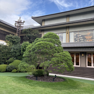 庭に佇む大きな松