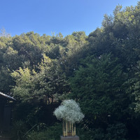 挙式を行った庭