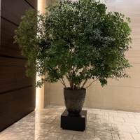 入り口の植栽。
季節ごとに変わるようです。