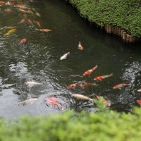 当日の庭の様子です