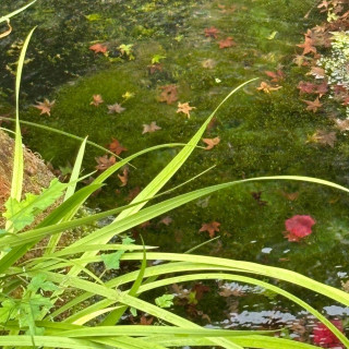 小さな鯉の池があります。