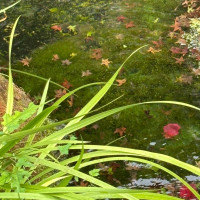 小さな鯉の池があります。