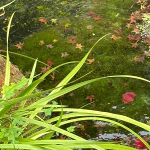 小さな鯉の池があります。|774917さんのEXEX GARDEN(エグゼクス・ガーデン)の写真(2556514)