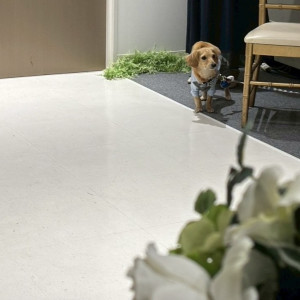 愛犬リングドッグ待機|775235さんのDream-Wall 小山（ドリームウォール）の写真(2558961)