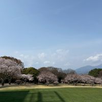 春になると桜が咲き、緑の芝と桜が見えます。