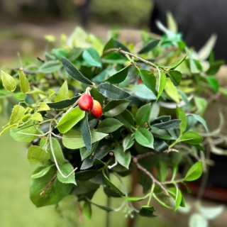 ゲストの椅子についている無料の造花。