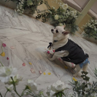 リングドックが嫁の夢だったため希望が叶って良かった