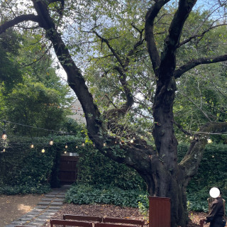 9月末で少し落葉していた