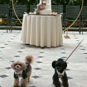 リングドッグをしたくれた愛犬|777282さんのシャトーレストラン ジョエル・ロブションの写真(2571390)