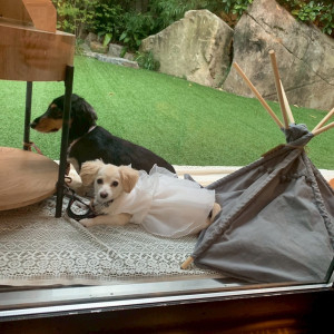 犬待機|777338さんのザ・ガーデンオリエンタル・大阪の写真(2569727)