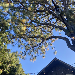 背が高い木が沢山生えていました