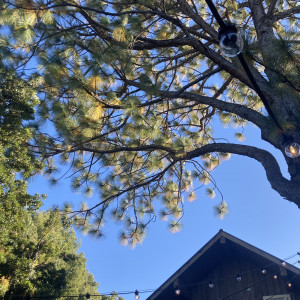 背が高い木が沢山生えていました|777440さんのBARN&FOREST148〜バーン&フォレスト148〜の写真(2570366)