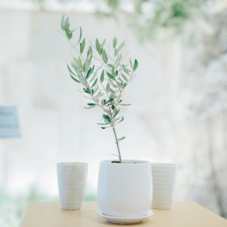 植樹のセレモニーで使いました!