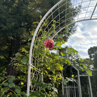 ガーデンのバラ