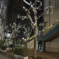 冬はイルミネーションしているようです