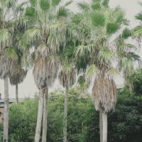 アルタビスタガーデンの外観はジュラシックパークを思わせる