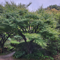 綺麗なお庭でした