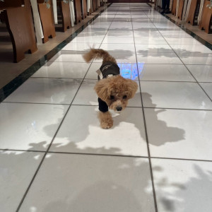 リングドッグ|778921さんのSocia21（ソシア21）の写真(2578024)