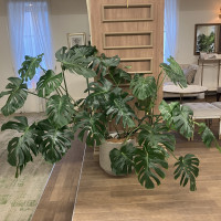 控室に立派なモンステラがあります。管理が行き届いてます。