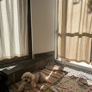 ペットが泊まれるサンルーム|780717さんのMAYAの写真(2586121)