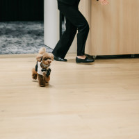 愛犬リングドック