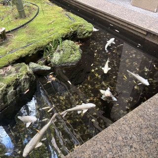 鯉が泳いでいます