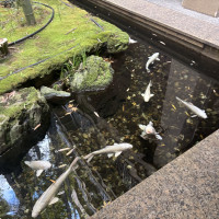 鯉が泳いでいます