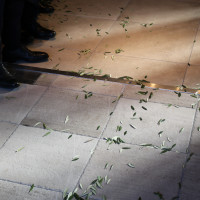 オリーブの葉でシャワー