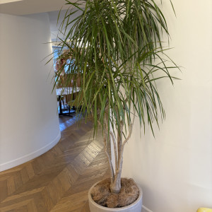 自然を感じられる装飾|782882さんの日比谷パレスの写真(2625093)