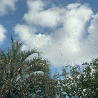 緑とシャボン玉と空がすごいいい