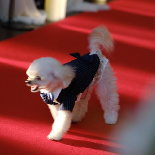 リングドッグの演出も大成功でした。