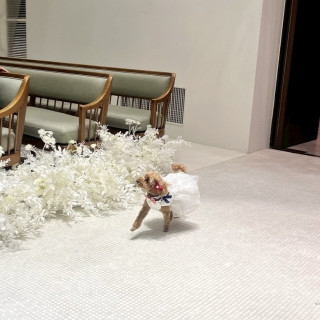 リングドッグ♡