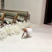 リングドッグ♡