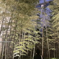 建物から出た時に見える竹林