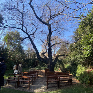 桜の木。ガーデン挙式の会場です。