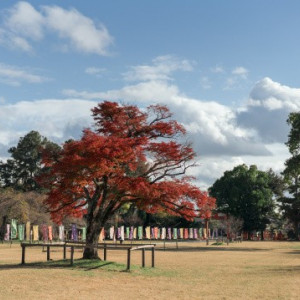 庭|785662さんの上賀茂神社の写真(2612238)