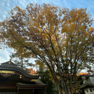 紅葉が綺麗でした|787861さんの大國魂神社 結婚式場の写真(2624458)