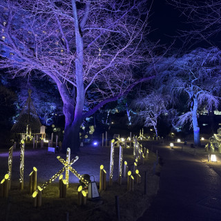 お庭の夜のライトアップ