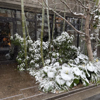 入り口から竹や木がありました