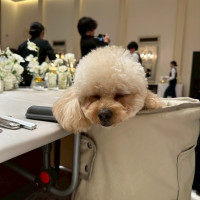 高砂席にワンコ用の椅子をつけました