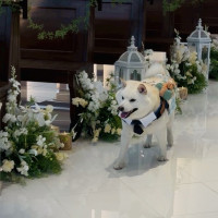 リングドックとバージンロード