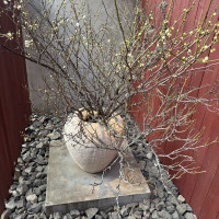 エントランスの季節の植物