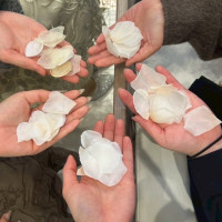 フラワーシャワー