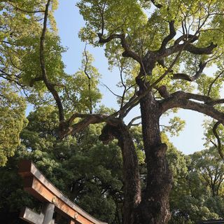 明治神宮・明治記念館のクチコミ チャペル・挙式会場の写真（3枚目）