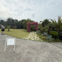 ピンクのブーゲンビリアかわいい