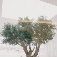 待合室から見える木