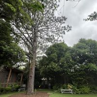 立派な木が写真映えするガーデン