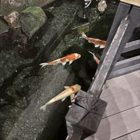 鯉がいました。